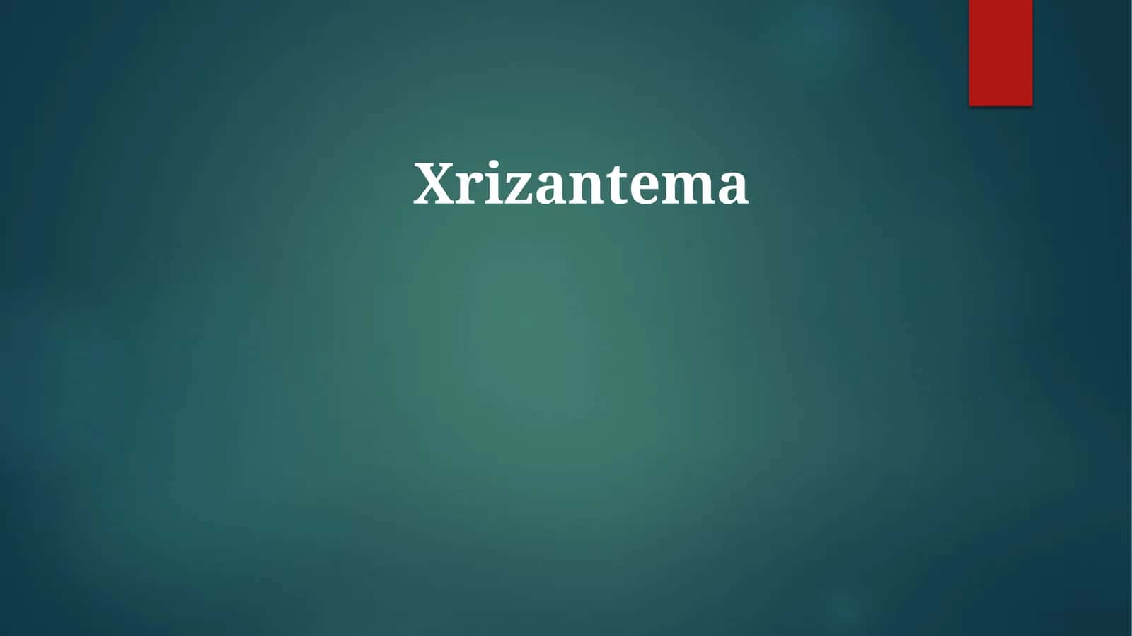 Xrizantema 1
