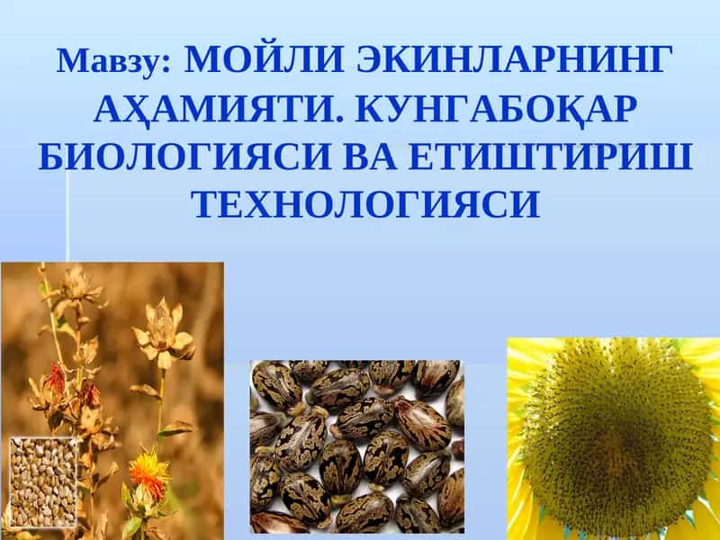 Мойли Экинларнинг Аҳамияти. Кунгабоқар Биологияси ва Етиштириш Технологияси 1
