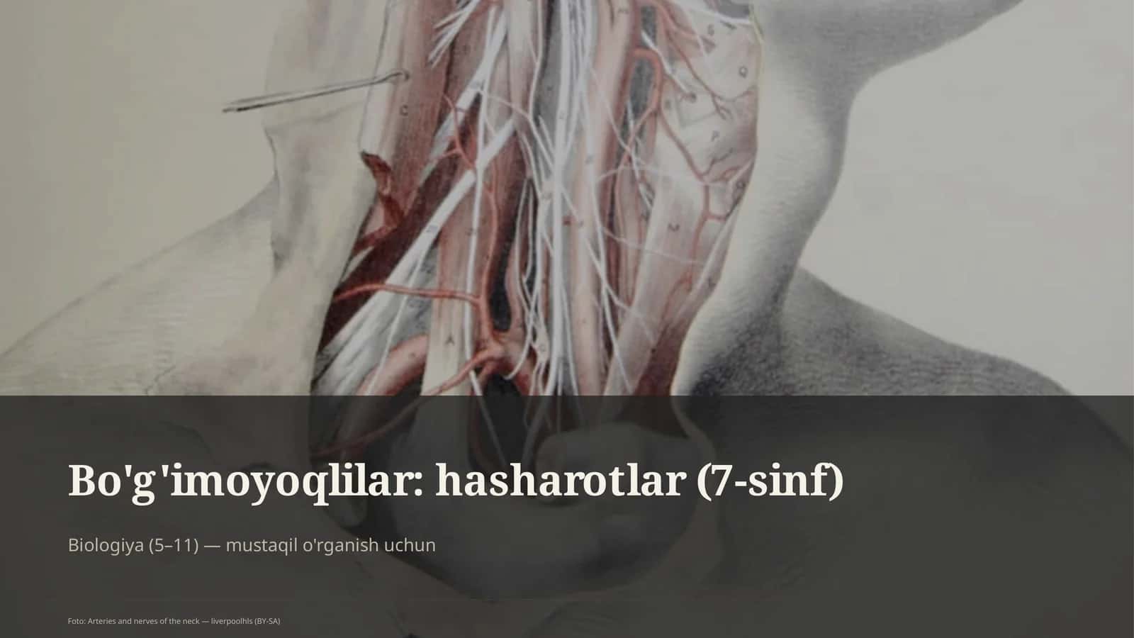 Bo'g'imoyoqlilar: hasharotlar (7-sinf) 1