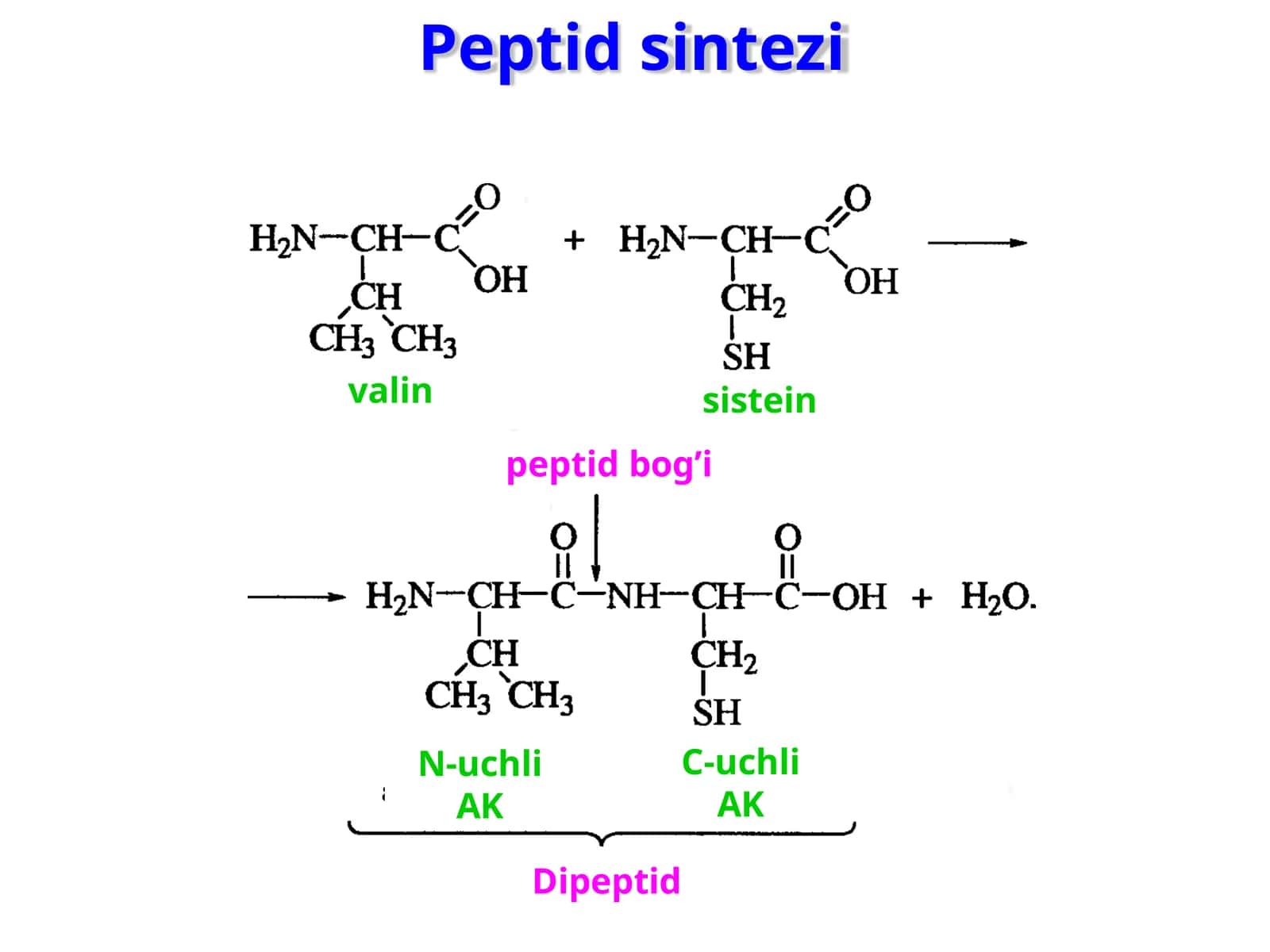 Peptid  sintezi 1