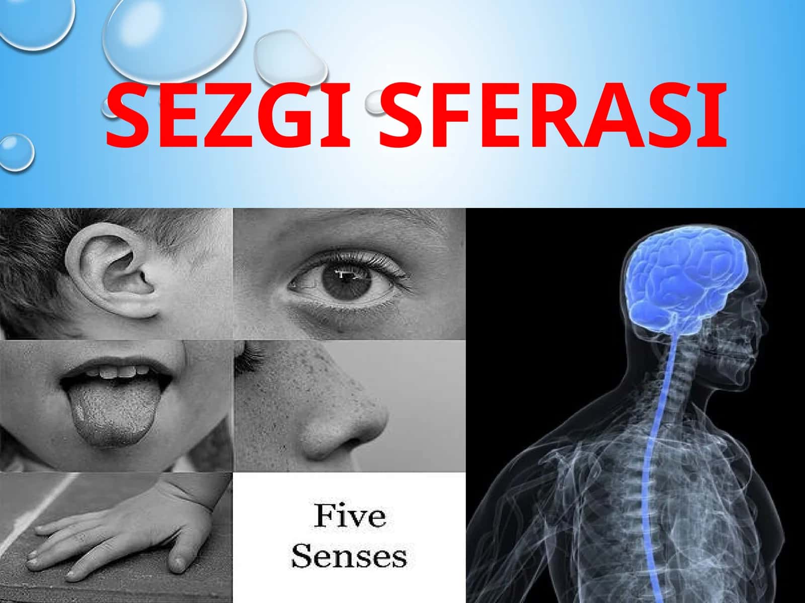 Sezgi sferasi 1