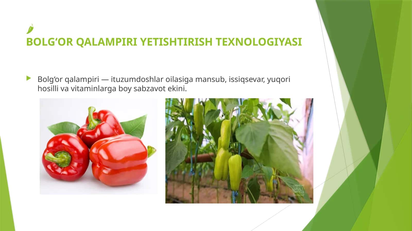 Bulg`or qalampir yetishtirish texnologiyasi 1