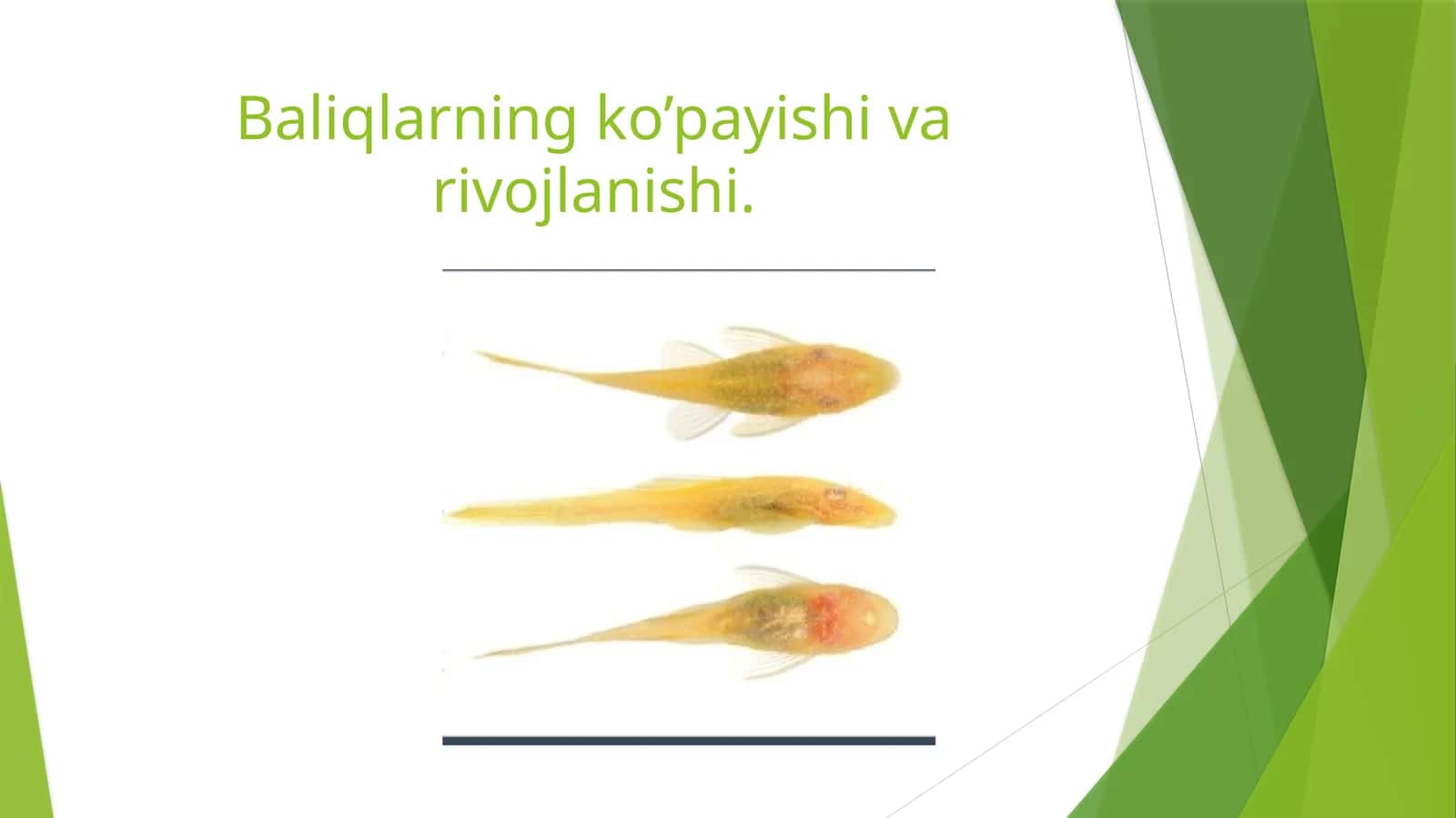 Baliqlarningko’payishi va rivojlanishi 1