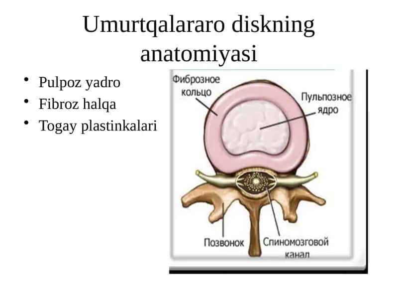 Umurtqalararo diskning anatomiyasi 1