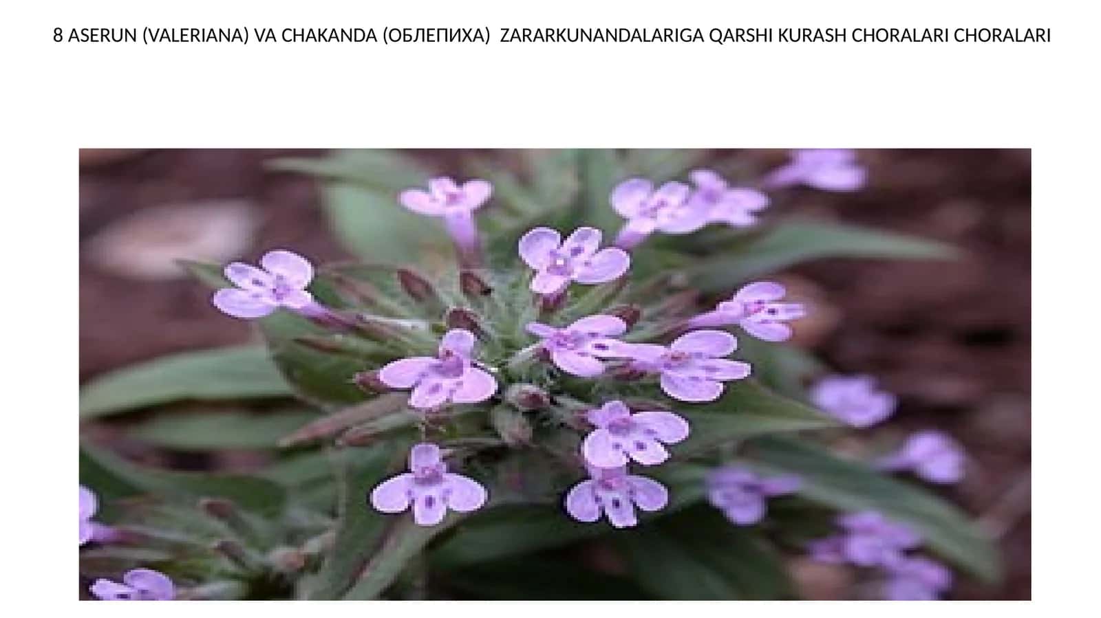Aserun (Valeriana) va Chakanda (Облипиха) Zararkunandalariga Qarshi Kurash Choralar 1