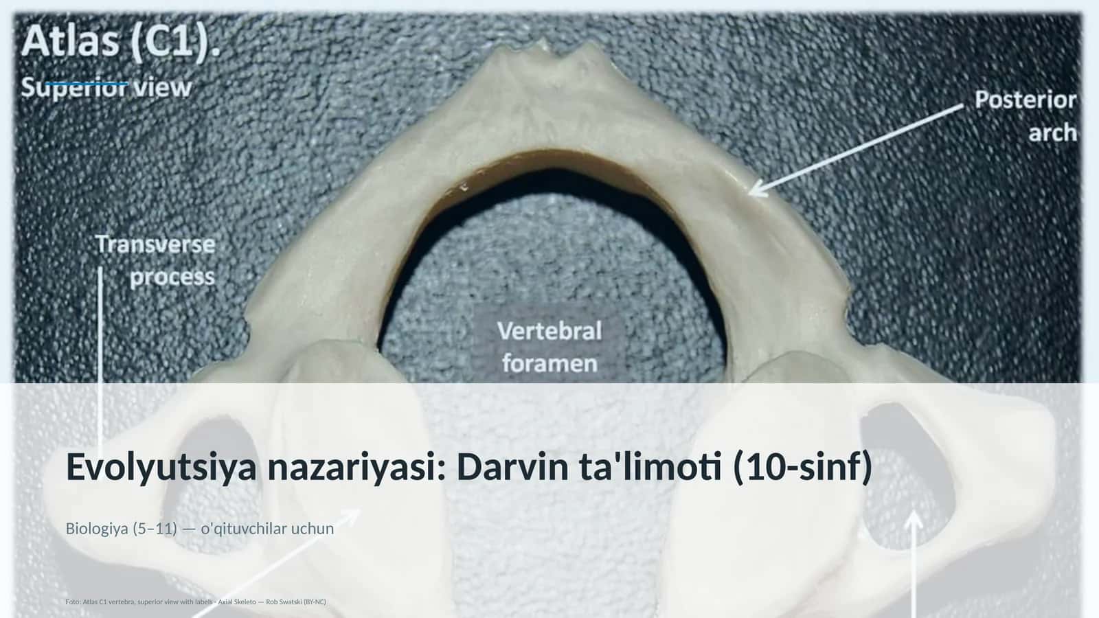 Evolyutsiya nazariyasi: Darvin ta'limoti (10-sinf) 1