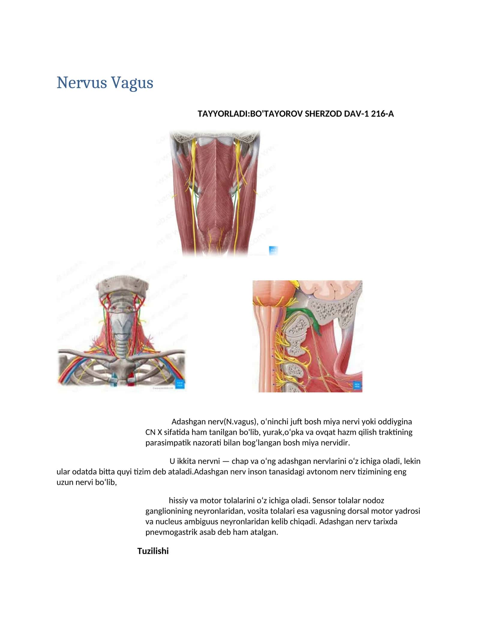 Nervus Vagus 1