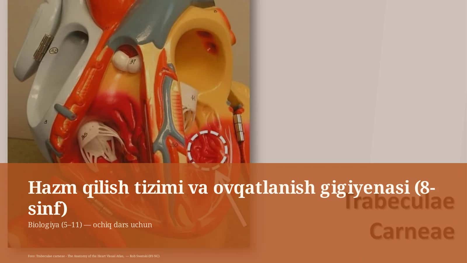 Hazm qilish tizimi va ovqatlanish gigiyenasi (8-sinf) 1