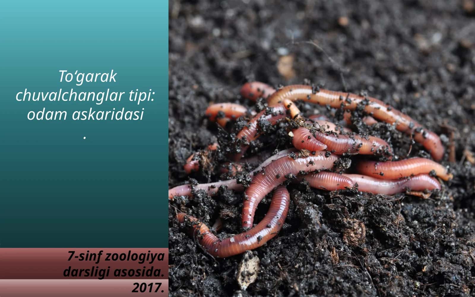 To‘garak chuvalchanglar tipi:odam askaridasi 1