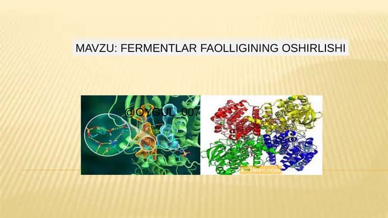 Fermentlar faolligining oshirilishi 1