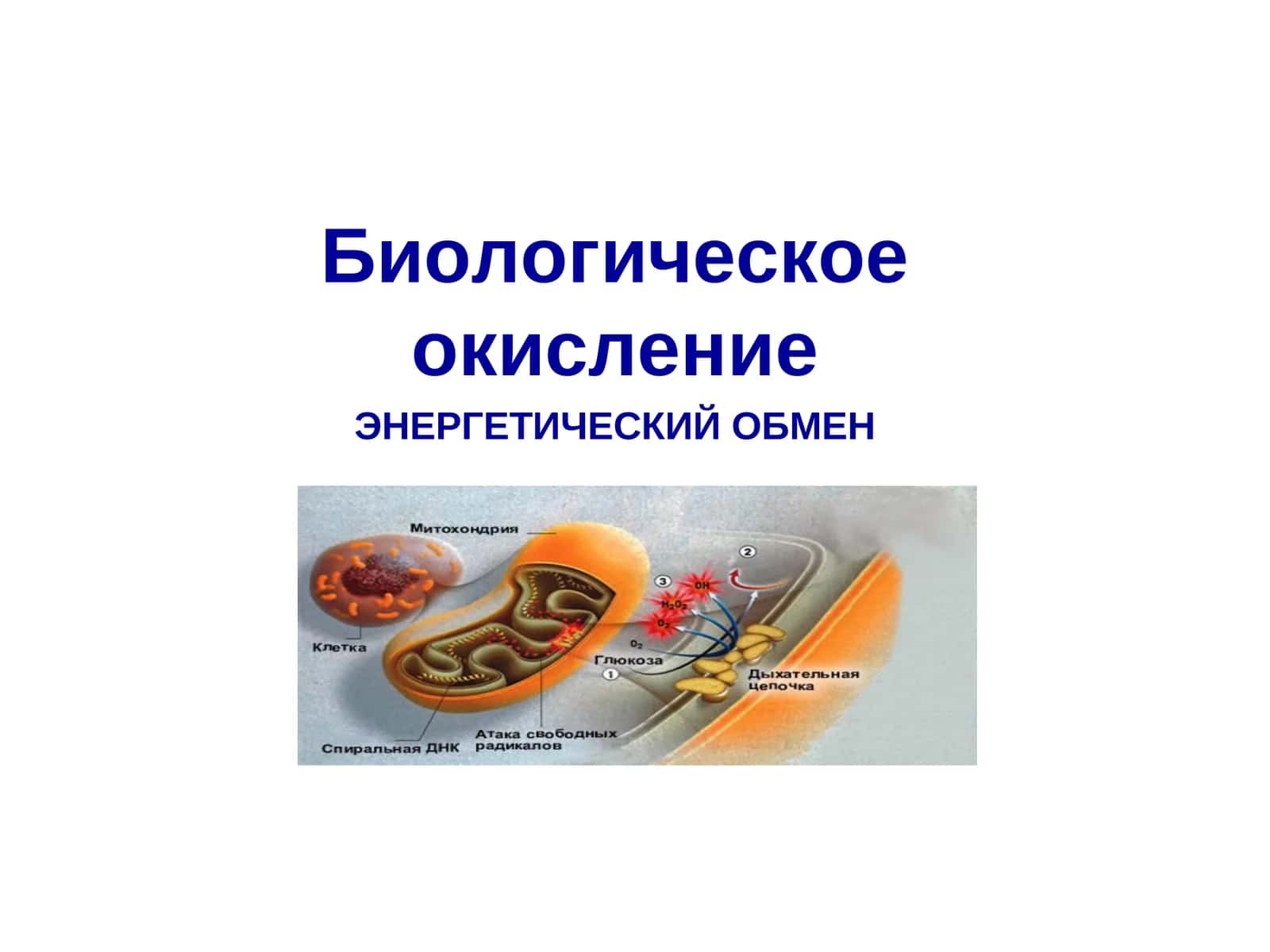 Биологическое окисление 1