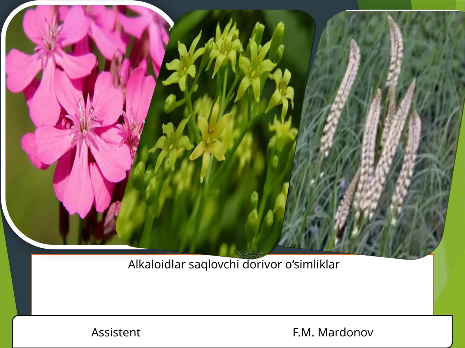Alkaloidlar saqlovchi dorivor o‘simliklar 1