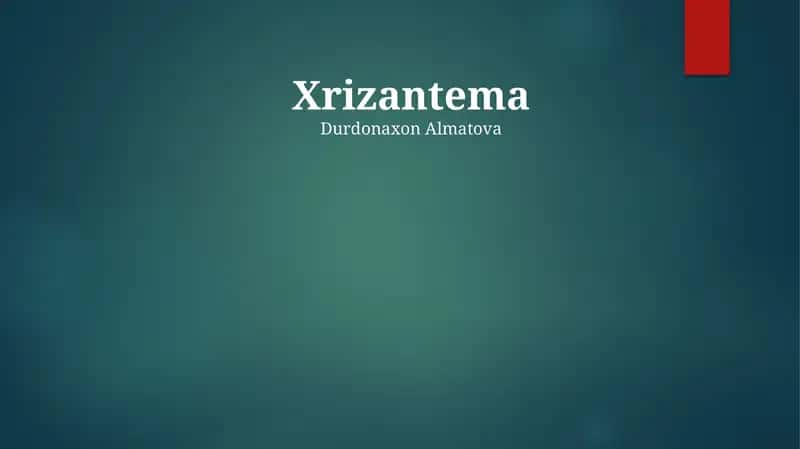 Xrizantema 1