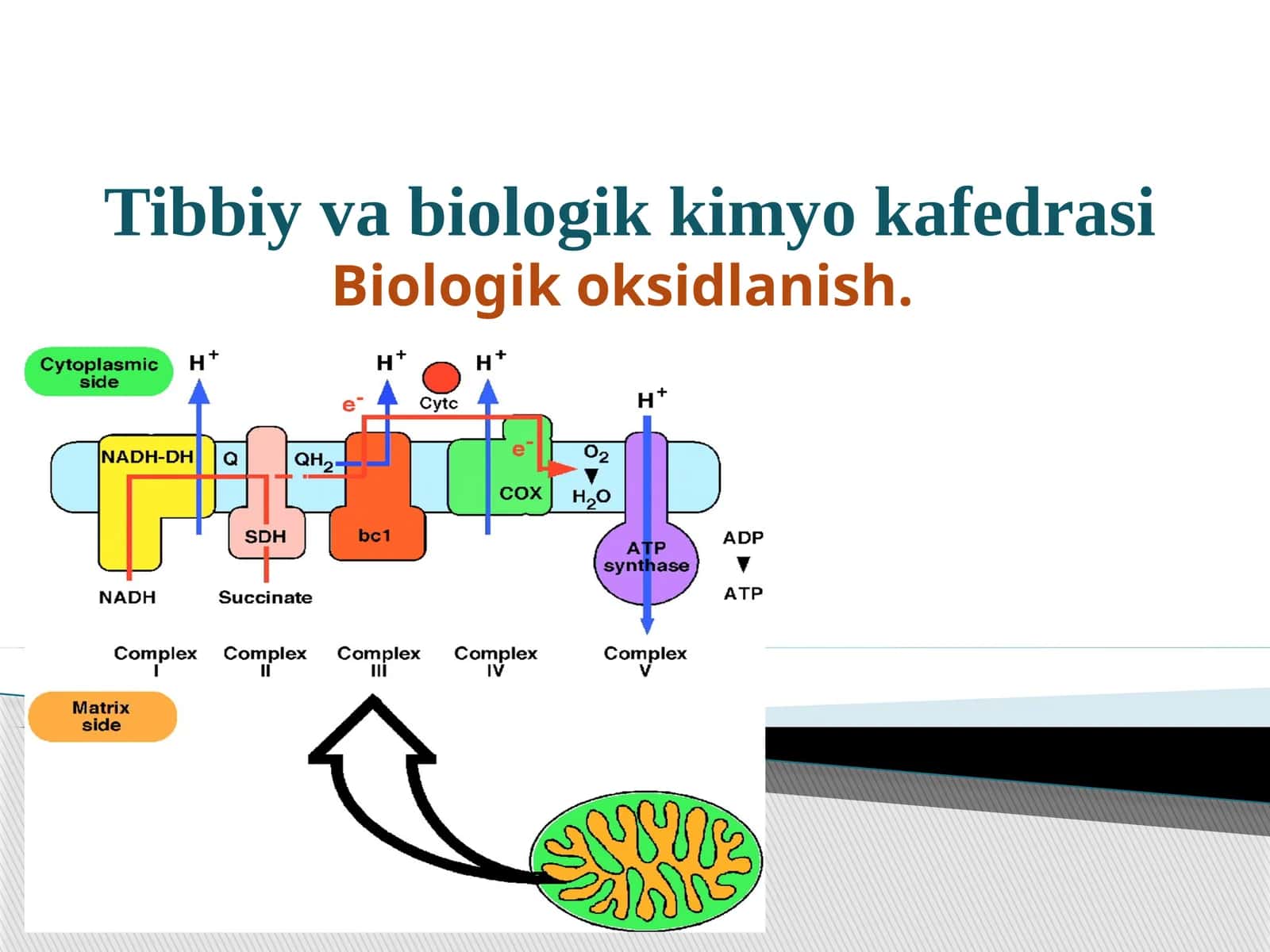 Biologik oksidlanish. 1