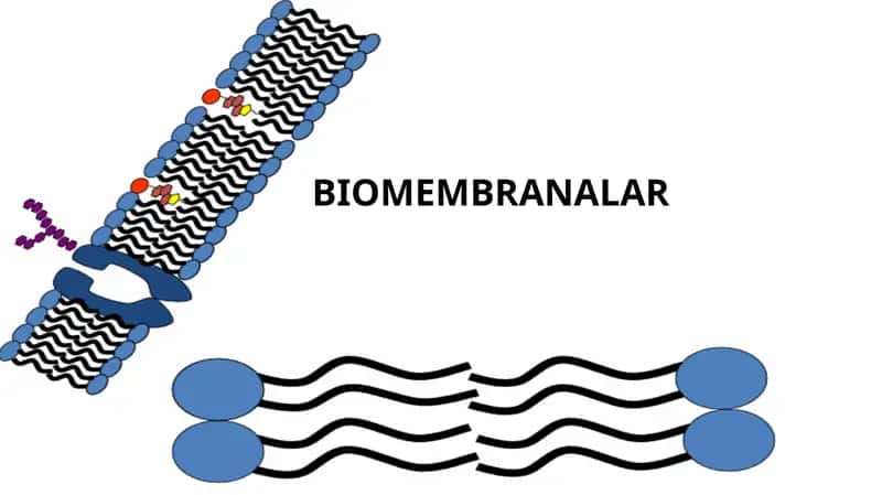 BIOMEMBRANALAR 1