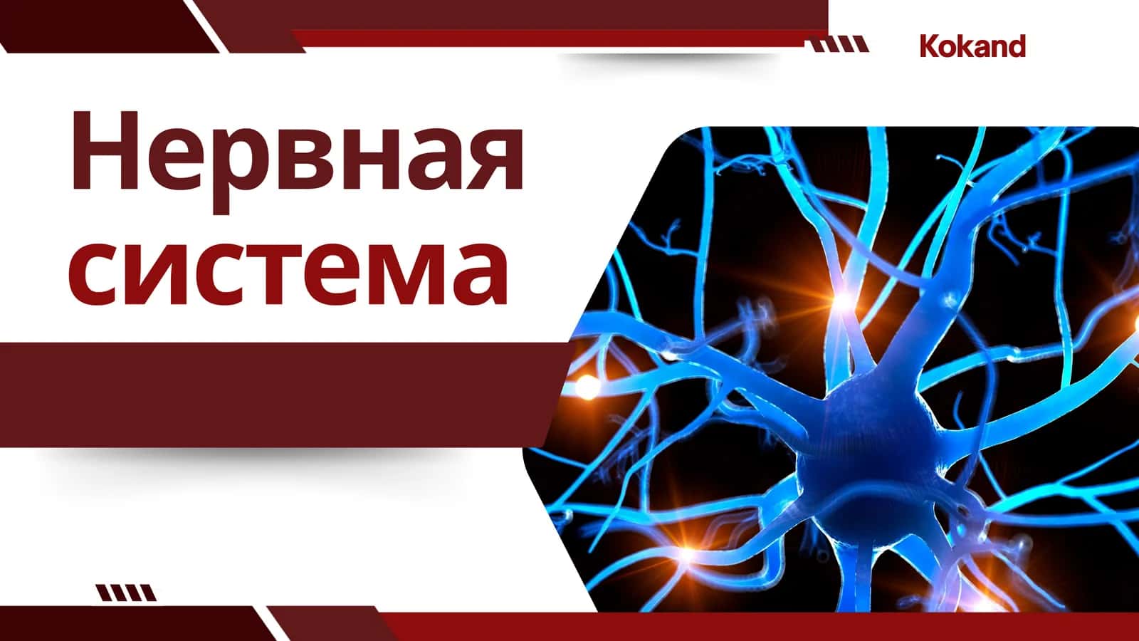Нервная система 1