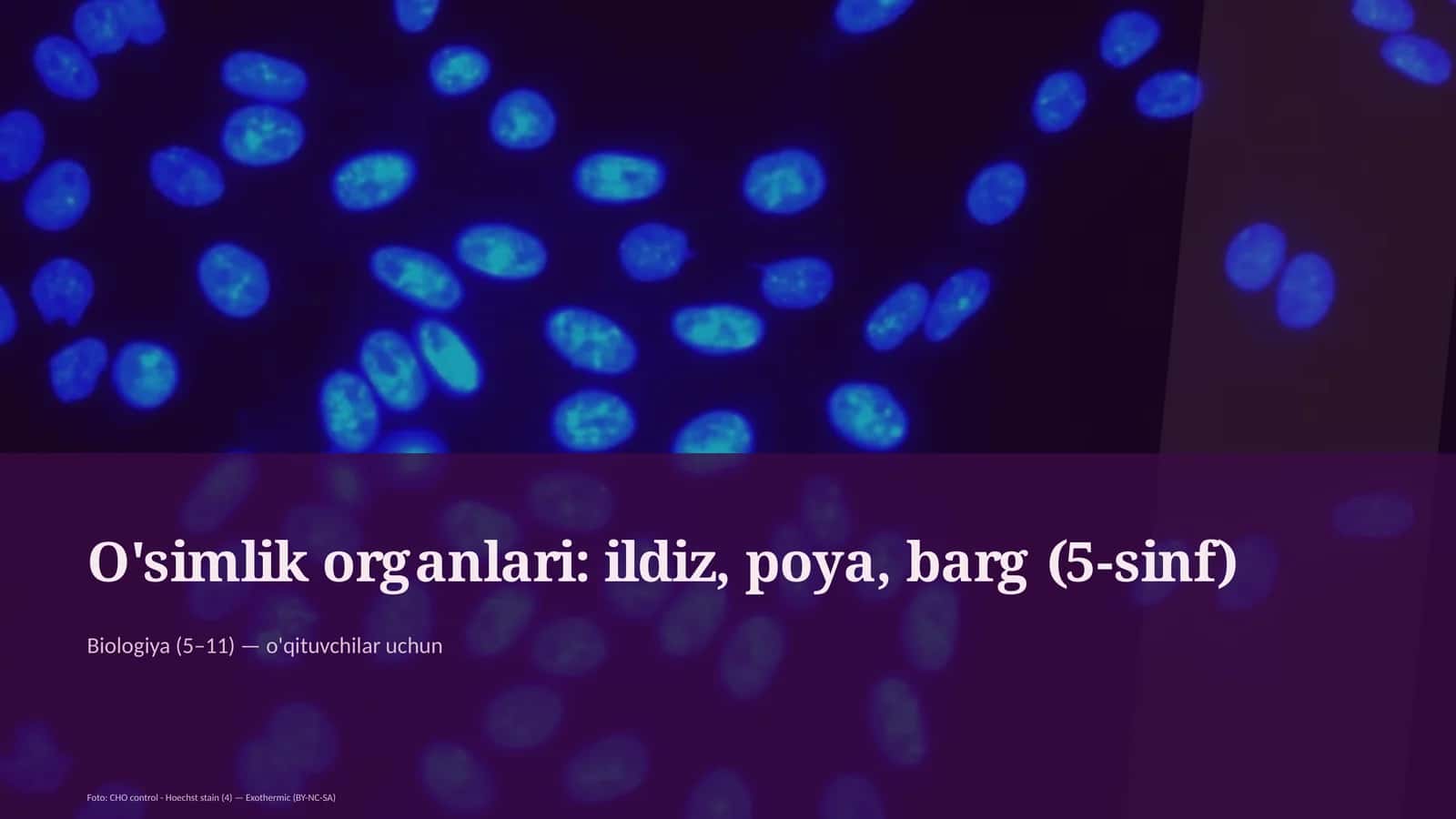 O'simlik organlari: ildiz, poya, barg (5-sinf) 1