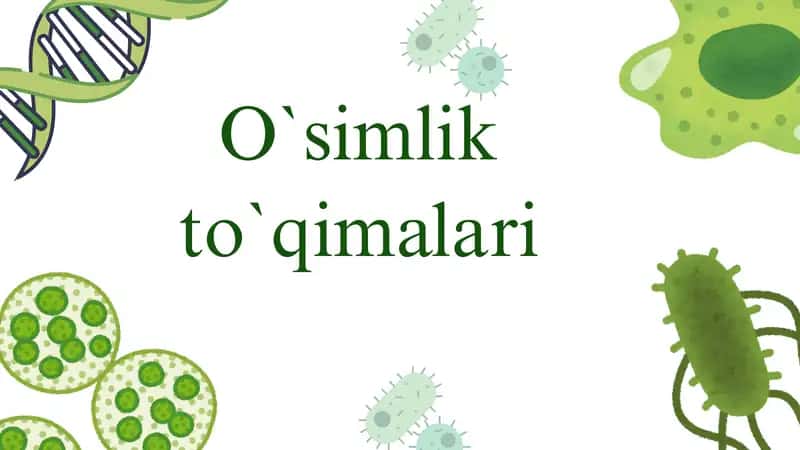 O`simlik to`qimalari. 1