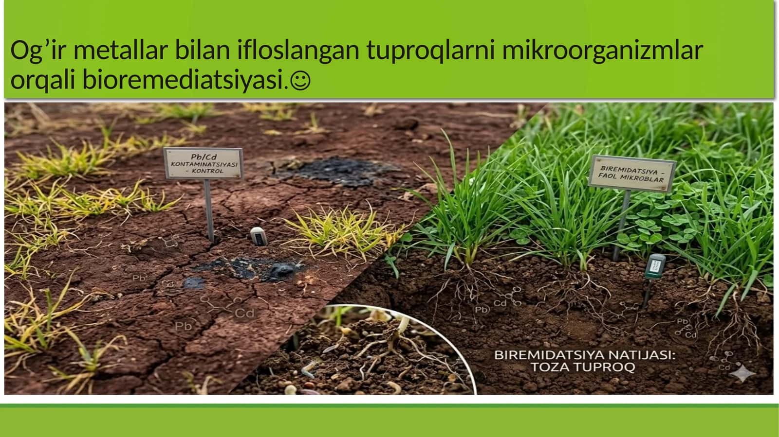 Og’irmetallar bilan ifloslangan tuproqlarni mikroorganizmlar orqali bioremediatsiyasi 1