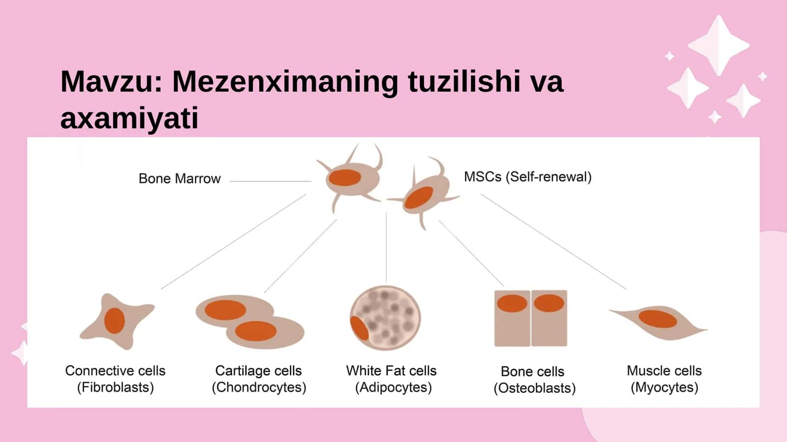 Mezenximaning tuzilishi va axamiyati 1