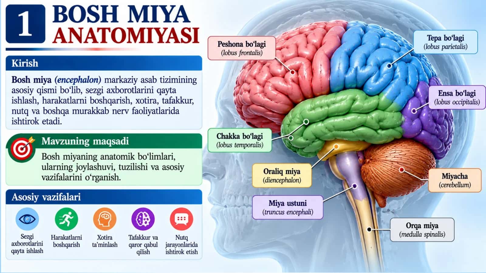 Bosh miya anatomiyasi — professional taqdimot 1