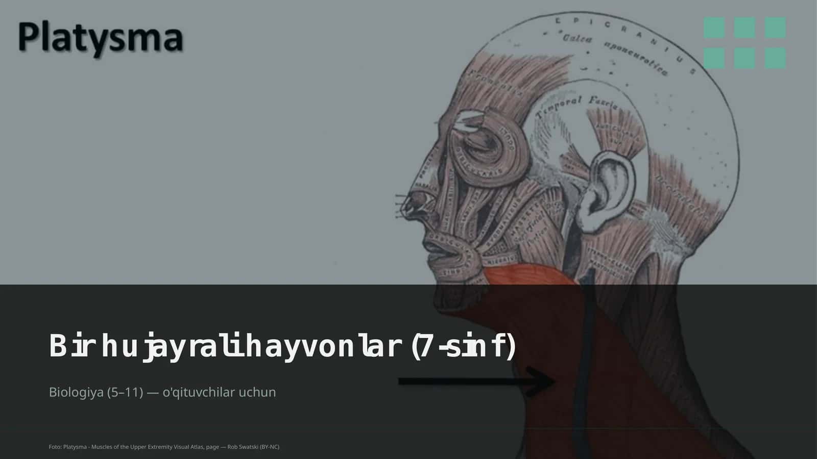 Bir hujayrali hayvonlar (7-sinf) 1