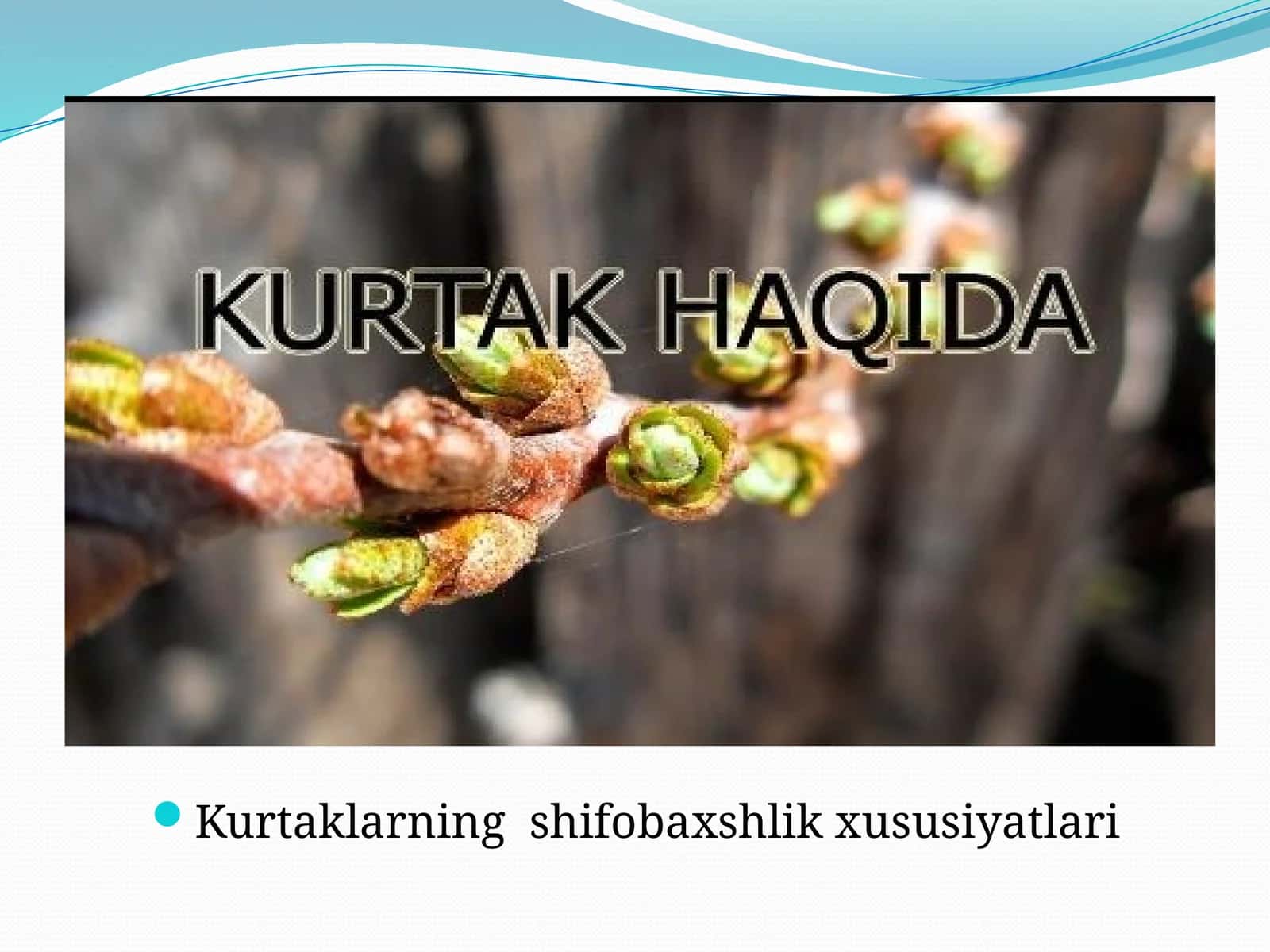 Kurtaklarning Shifobaxshlik Xususiyatlari 1