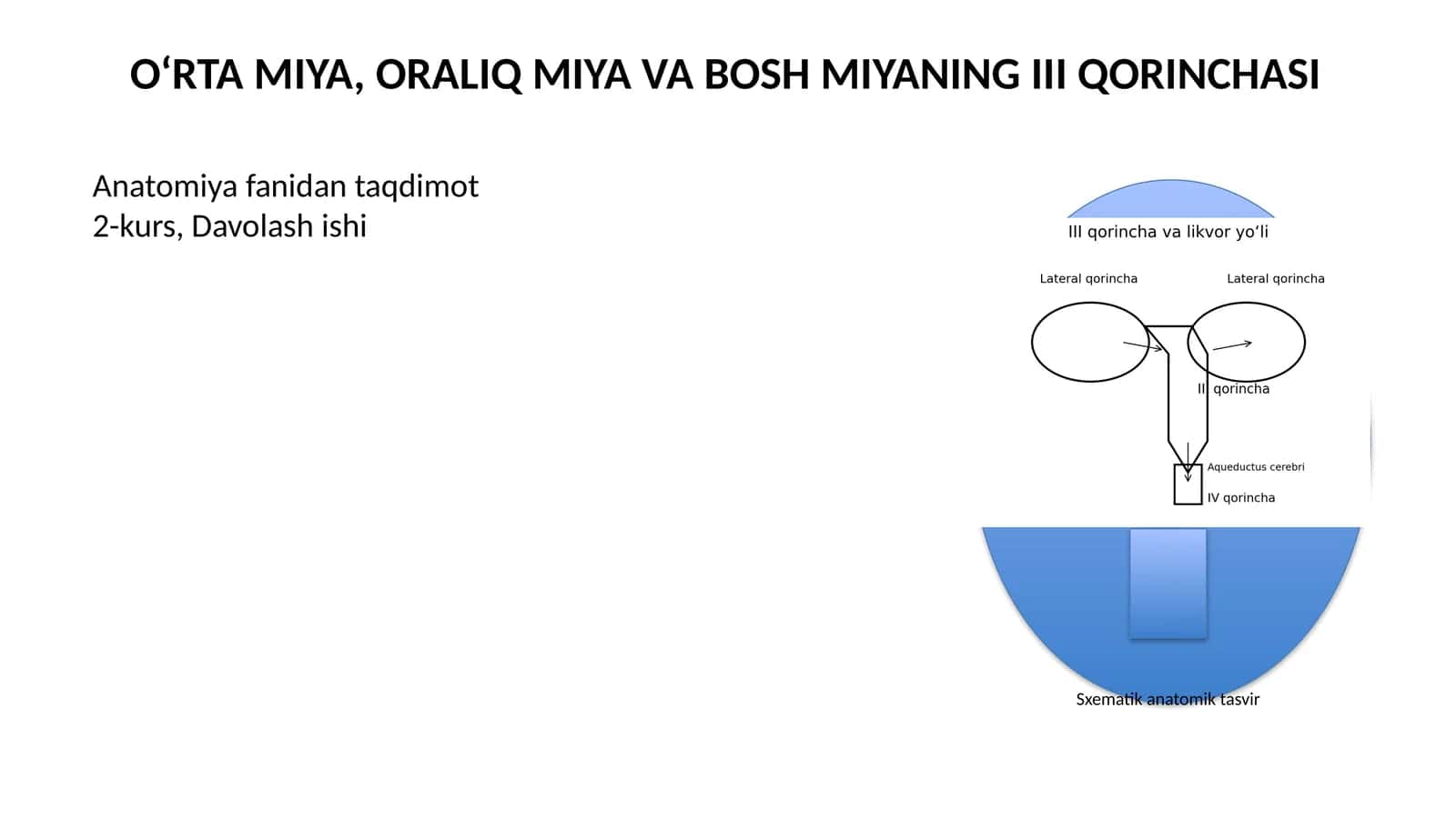 O‘RTA MIYA, ORALIQ MIYA VA BOSH MIYANING III QORINCHASI 1