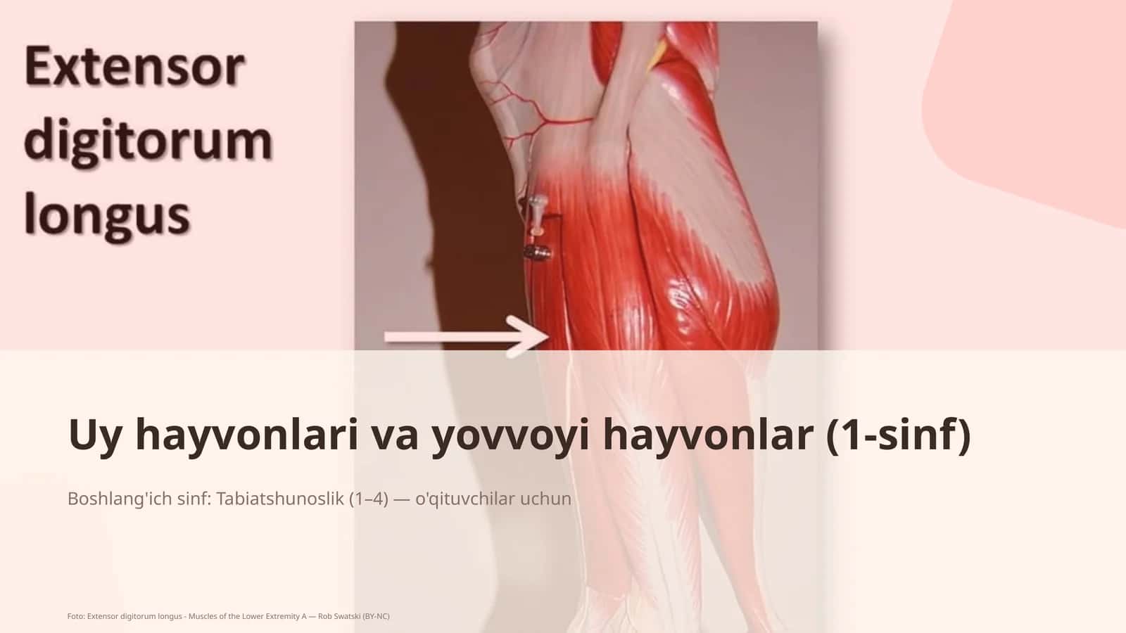 Uy hayvonlari va yovvoyi hayvonlar (1-sinf) 1