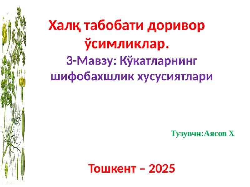 Гулбандли кийикўти (Ziziphorapedicellatapazij&vved.) 1