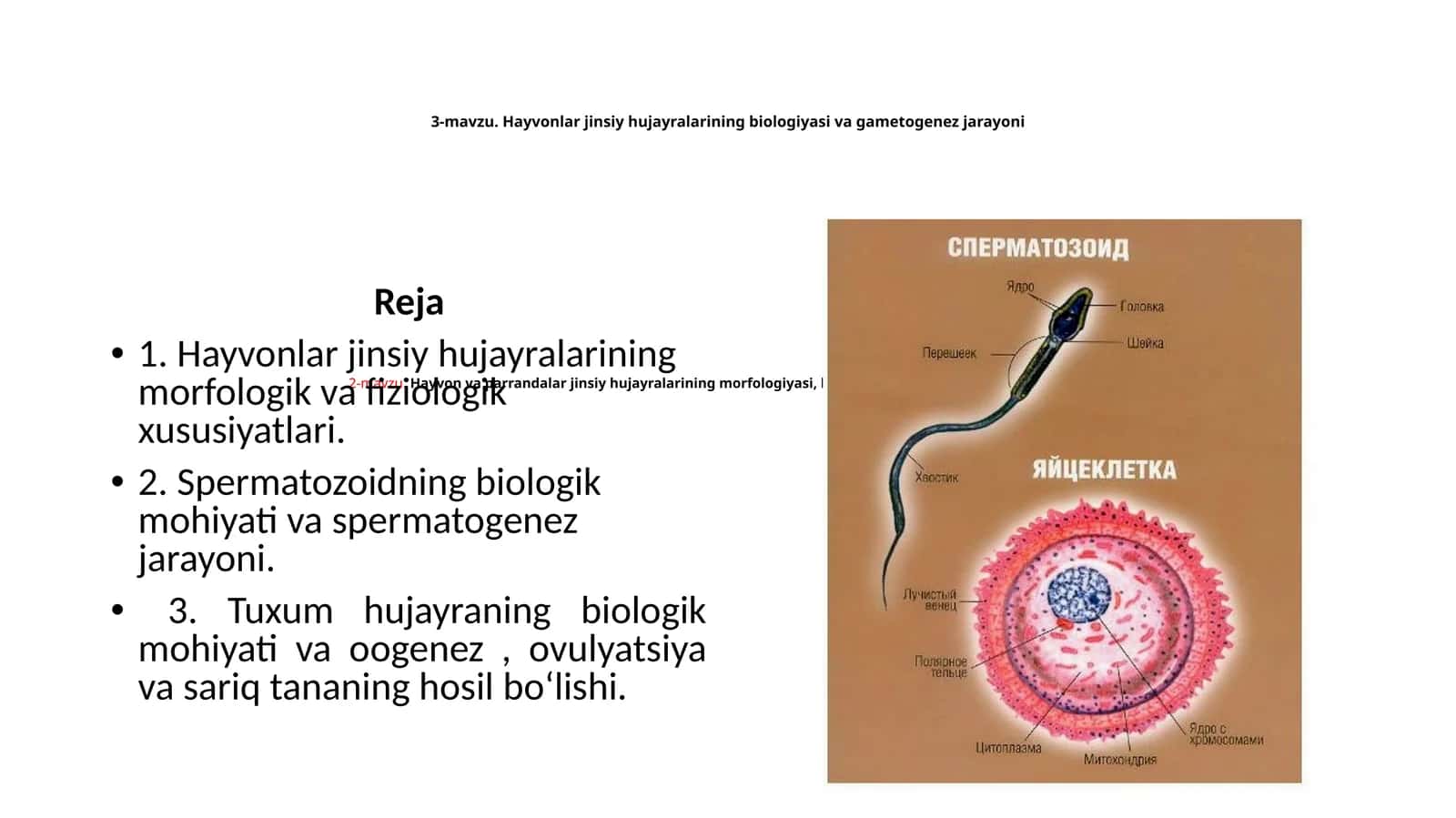 Hayvonlar jinsiy hujayralarining biologiyasi va gametogenez jarayoni 1