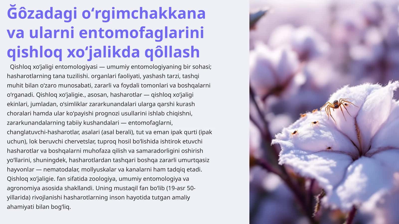 Ğôzadagi oʻrgimchakkana va ularni entomofaglarini qishloq xoʻjalikda qôllash 1