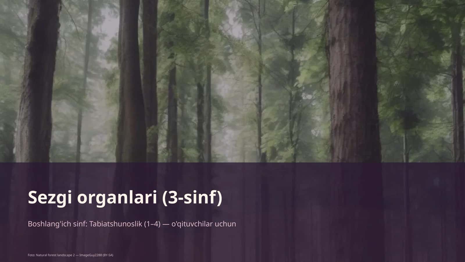Sezgi organlari (3-sinf) 1