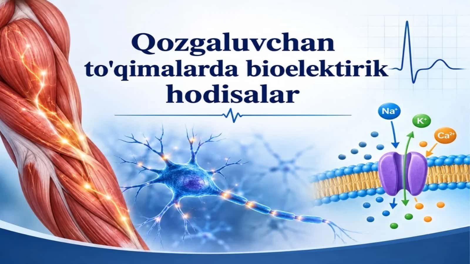 Qo‘zғaluvchanto‘qimalardabioelektrikhodisalar 1