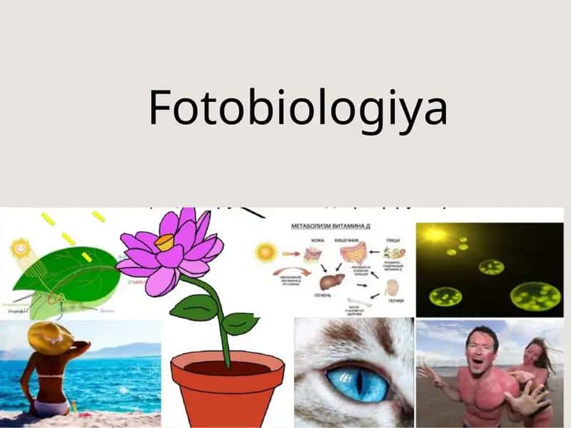 Fotobiologiya 1