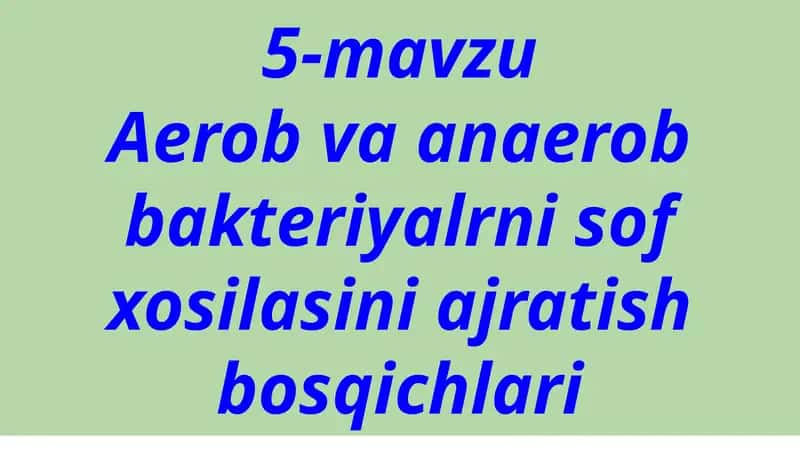 Микроорганизмлар соф култураси 1