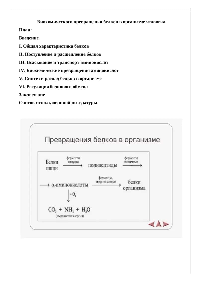 Биохимического превращения белков в организме человека 1