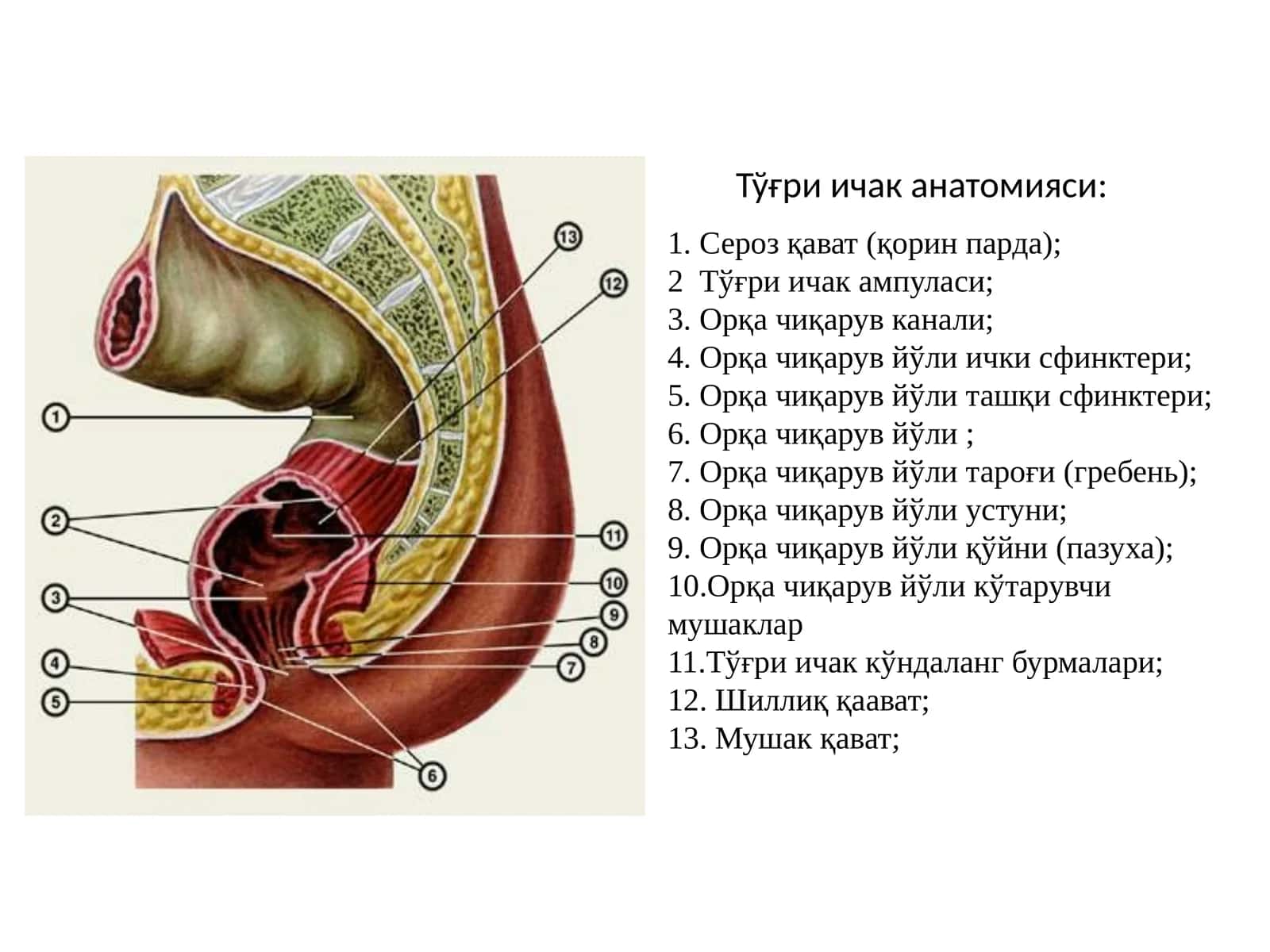 Тўғри ичак анатомияси 1