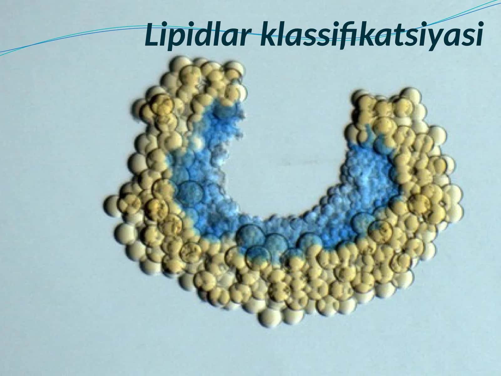 Lipidlarklassifikatsiyasi 1
