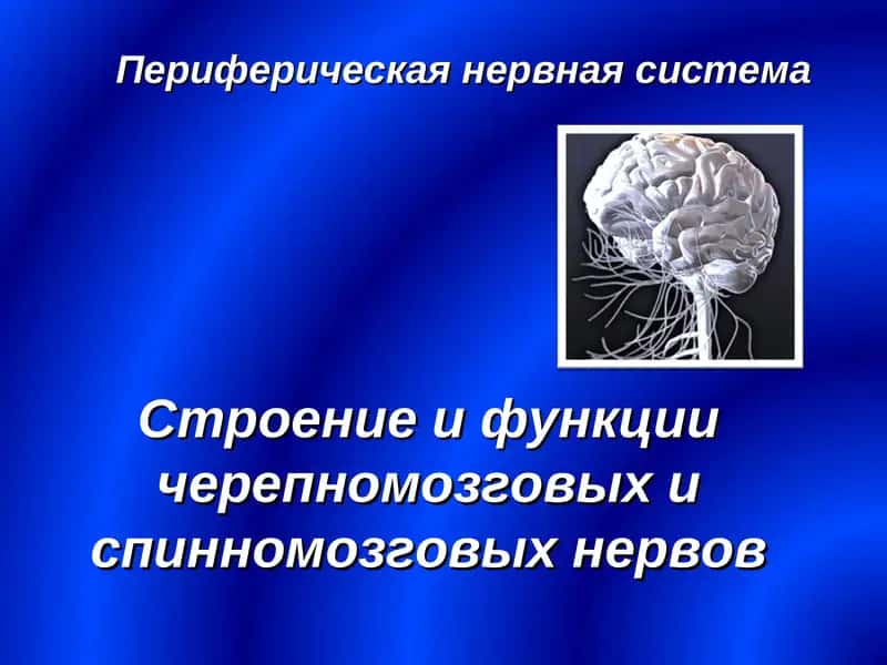 Периферическая нервная система 1