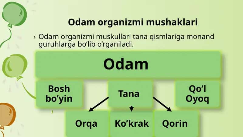 Odam organizmi mushaklari 1
