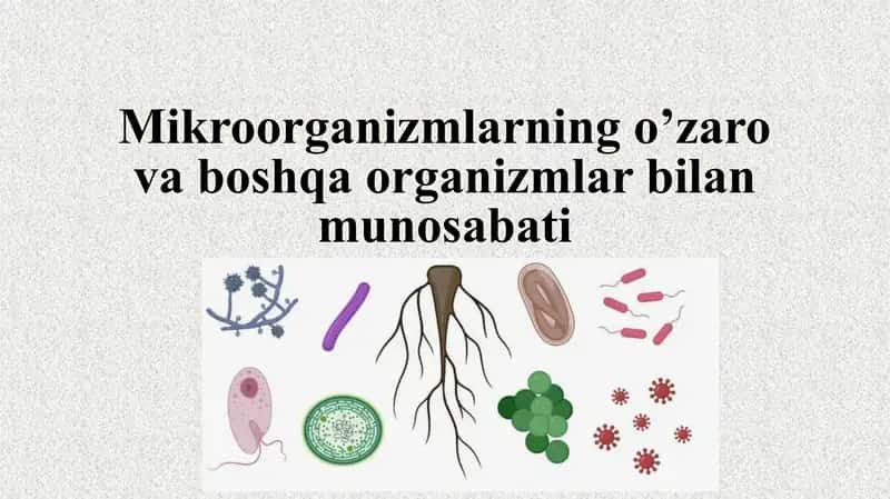 Mikroorganizmlarning o’zaro va boshqa organizmlar bilan munosabati 1