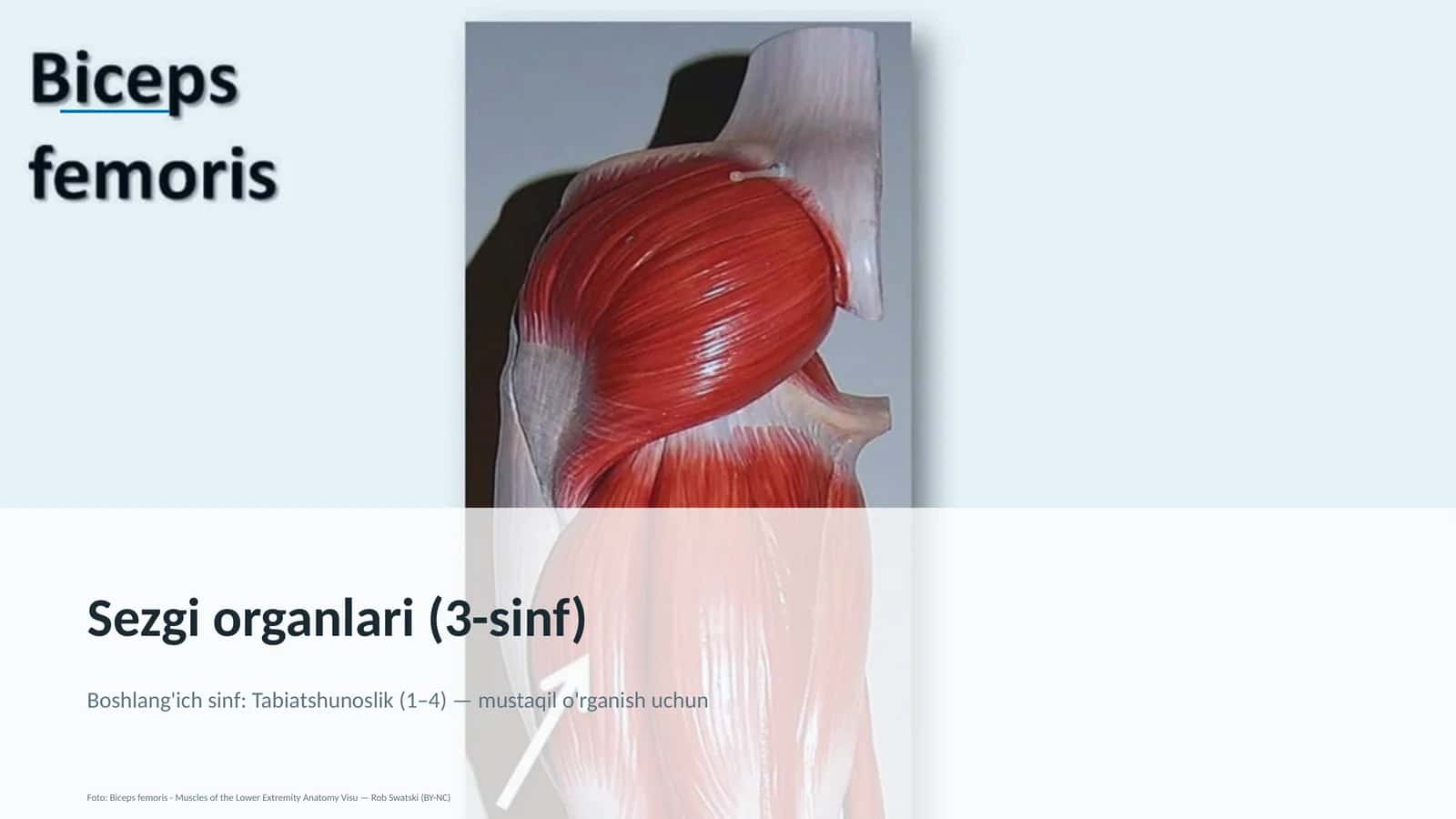 Sezgi organlari (3-sinf) 1