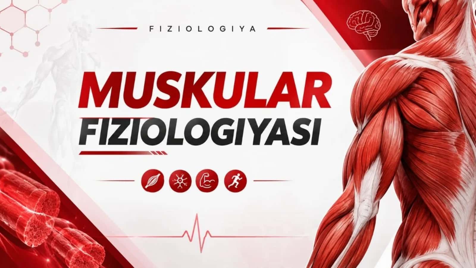 Muskullarning turlari 1