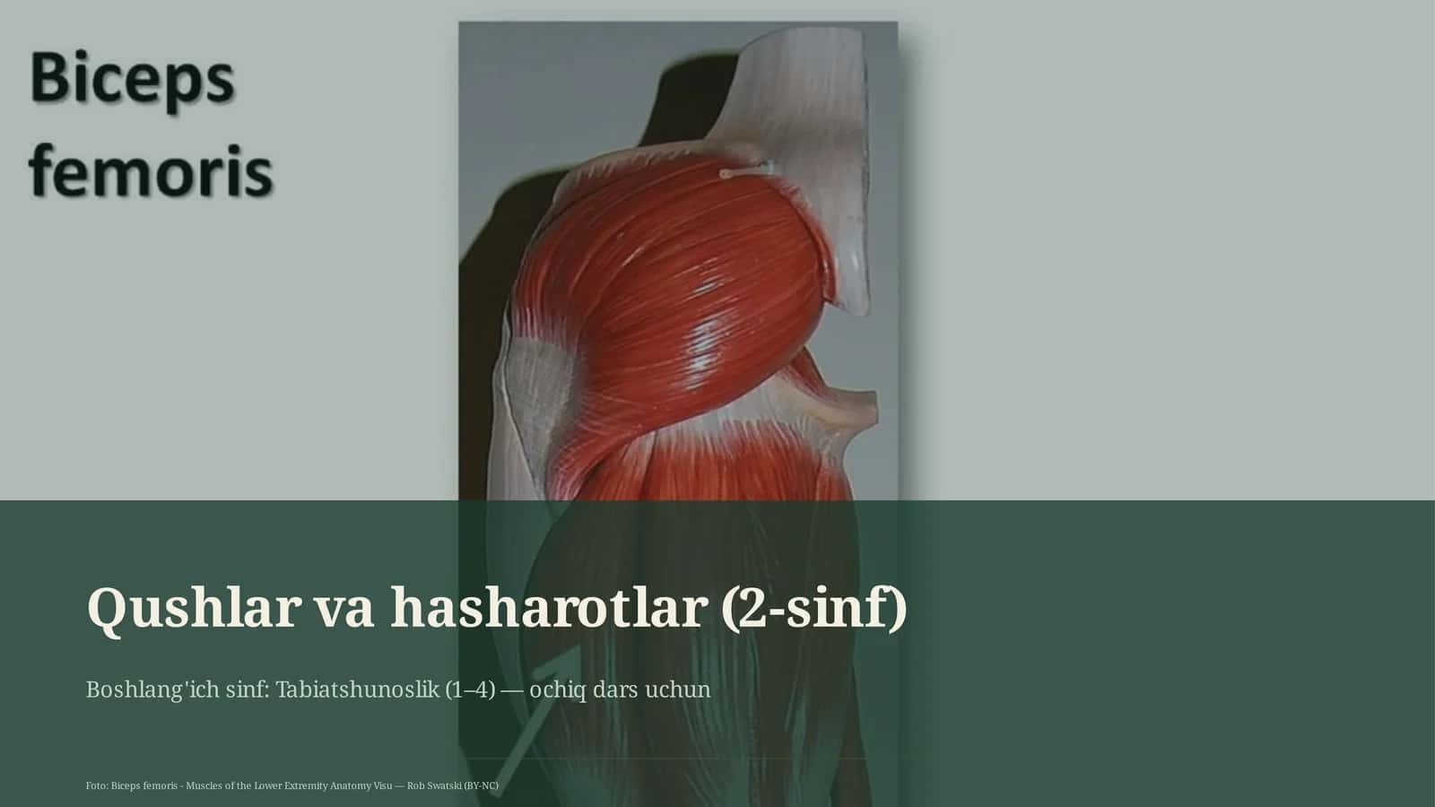 Qushlar va hasharotlar (2-sinf) 1