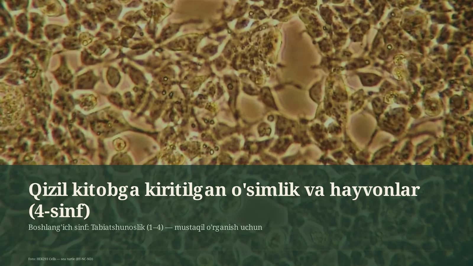 Qizil kitobga kiritilgan o'simlik va hayvonlar (4-sinf) 1