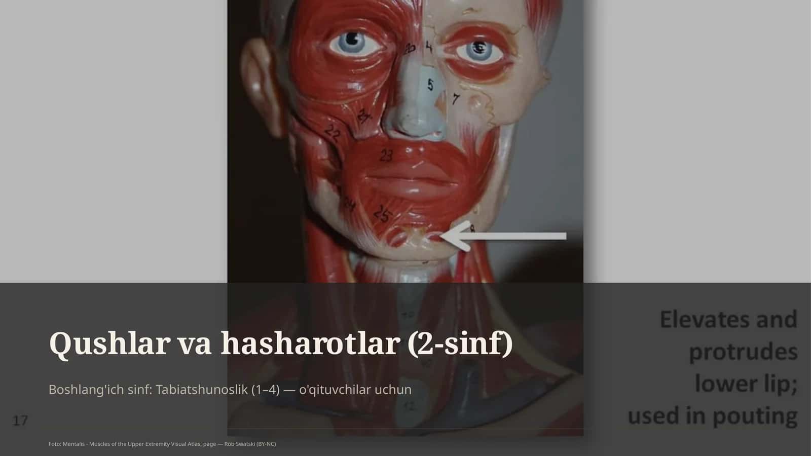 Qushlar va hasharotlar (2-sinf) 1
