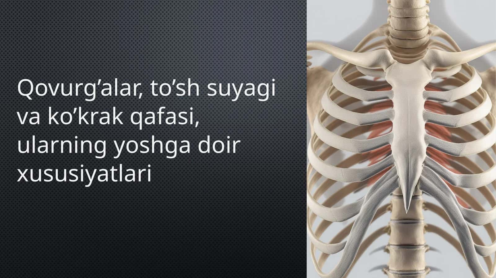 Qovurg'alar, to'sh suyagi va koʻkrak qafasi. Ularning yoshga doir xususiyatlari 1
