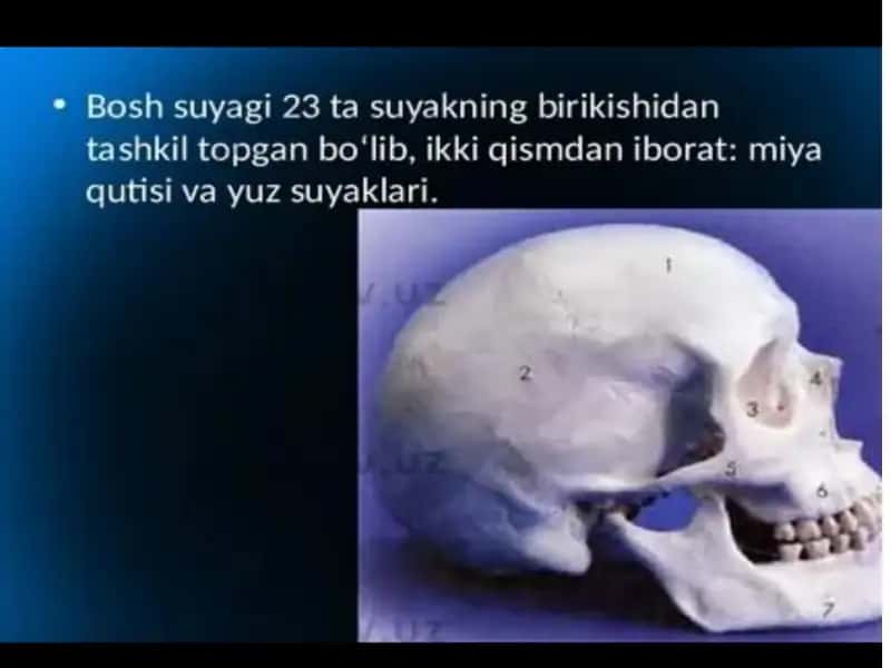 Kalla suyaklari 1