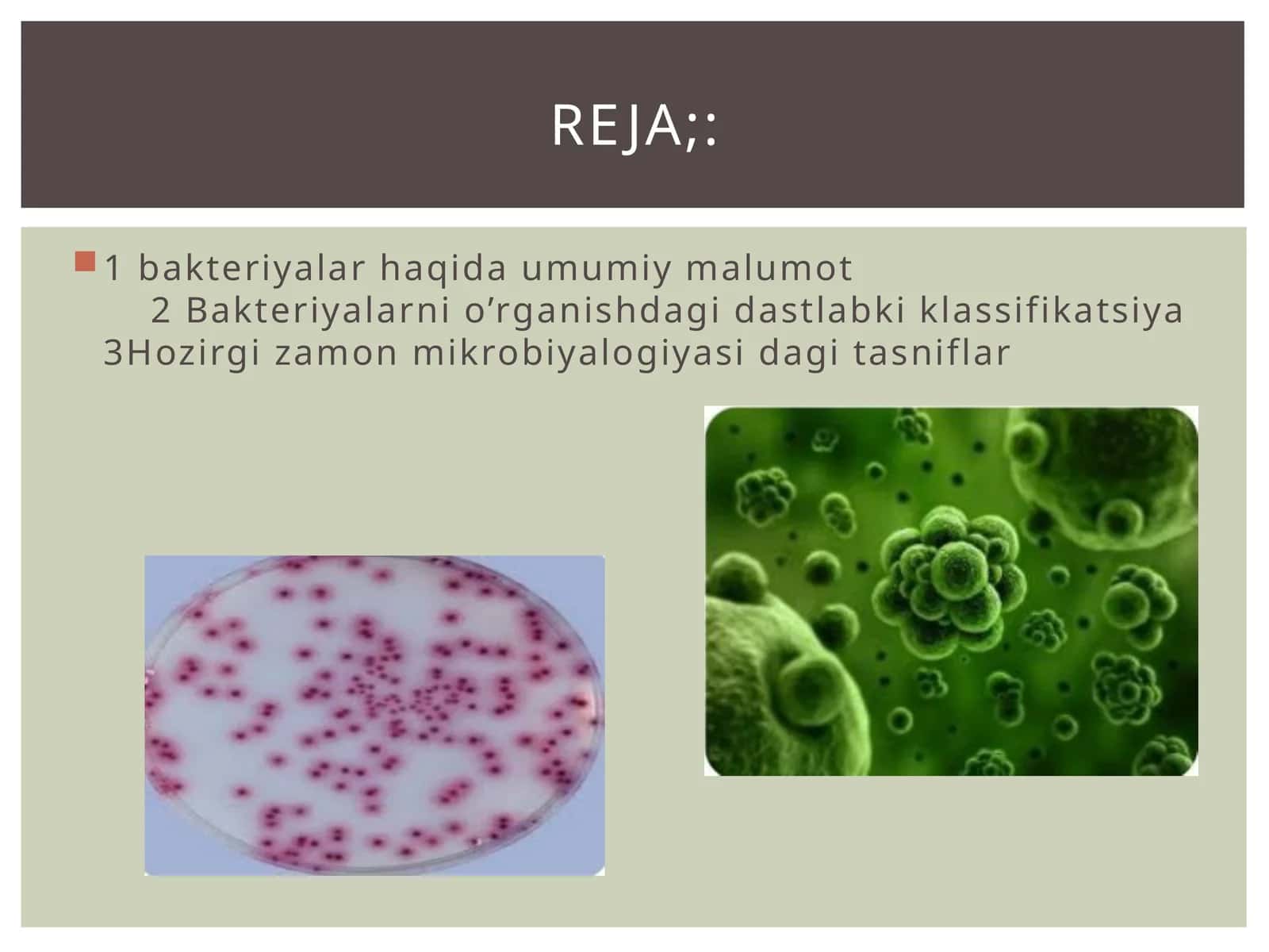 Bakteriyalar haqida umumiy malumot 1